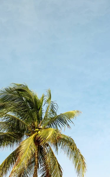 Gökyüzünde rüzgarda savrulan bir palmiye ağacı görüntüsü