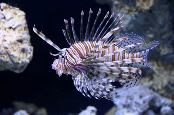 Akvaryum manzaralı tropikal egzotik balıklar 