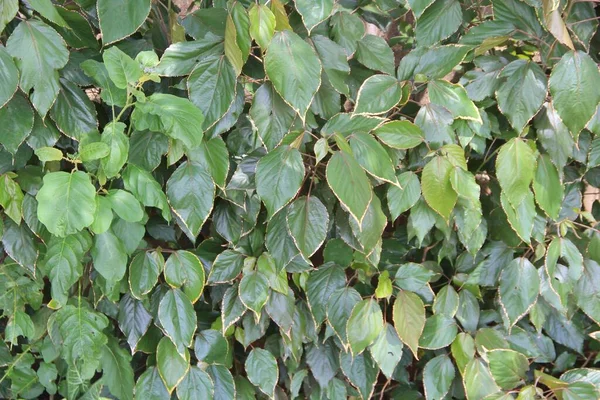 yeşil yapraklar arkaplan yakın çekim görünümü