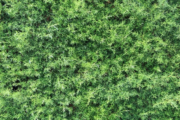 yeşil yapraklar arkaplan yakın çekim görünümü