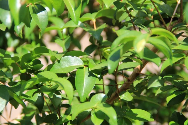 yeşil yapraklar arkaplan yakın çekim görünümü