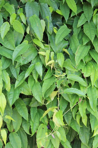 yeşil yapraklar arkaplan yakın çekim görünümü