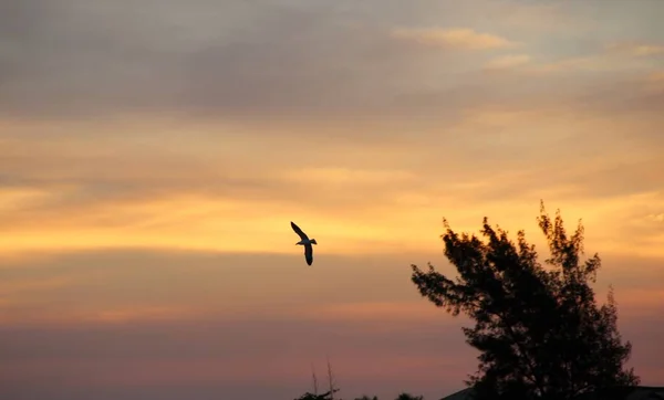 Pássaro Voando Contra Pôr Sol Céu Fundo — Fotografia de Stock