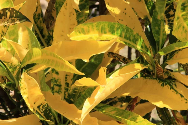 Yellow Leaves Background Close View — Stock Photo, Image