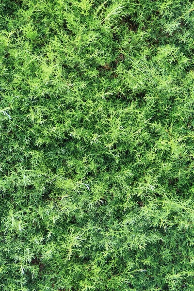 yeşil yapraklar arkaplan yakın çekim görünümü