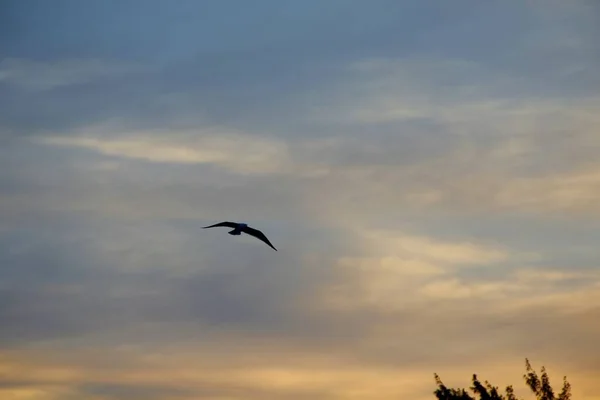 Vogel Vliegen Tegen Zonsondergang Hemel Achtergrond — Stockfoto
