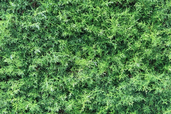 yeşil yapraklar arkaplan yakın çekim görünümü