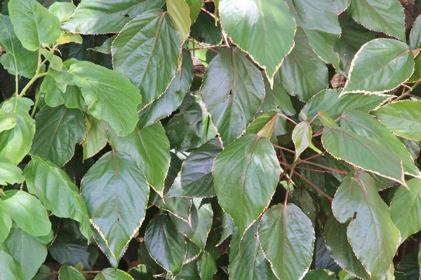 yeşil yapraklar arkaplan yakın çekim görünümü