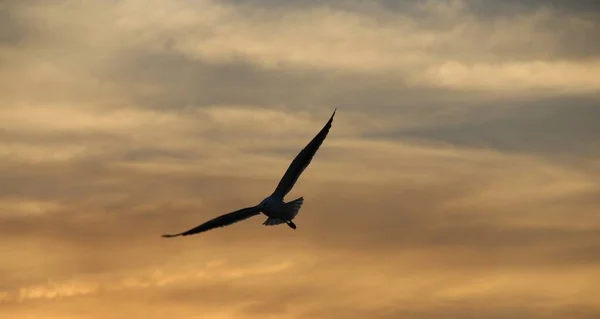 Vogel Vliegen Tegen Zonsondergang Hemel Achtergrond — Stockfoto