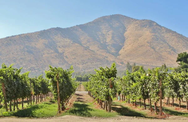 Üzüm bağının manzarası, olgun üzümler.
