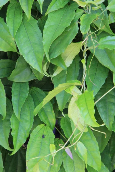 yeşil yapraklar arkaplan yakın çekim görünümü