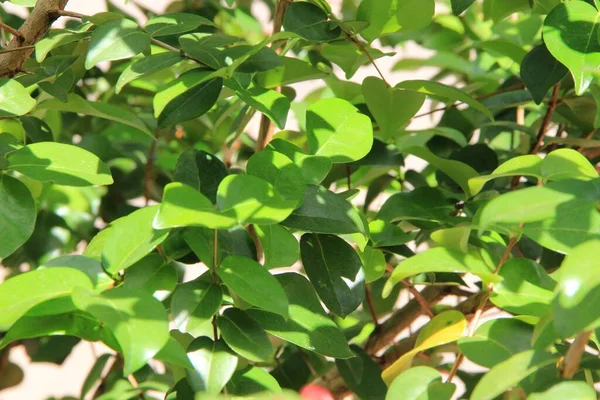 yeşil yapraklar arkaplan yakın çekim görünümü