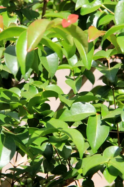 yeşil yapraklar arkaplan yakın çekim görünümü