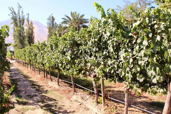 Üzüm bağının manzarası, olgun üzümler.