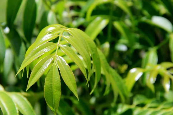 Green Leaves Background Close View — Stock Photo, Image