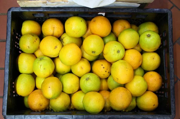 Closeup View Rows Oranges Monochrome Background — Stock Photo, Image