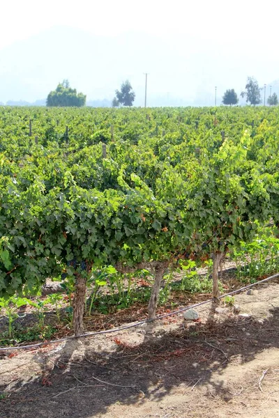 Üzüm bağının manzarası, olgun üzümler.