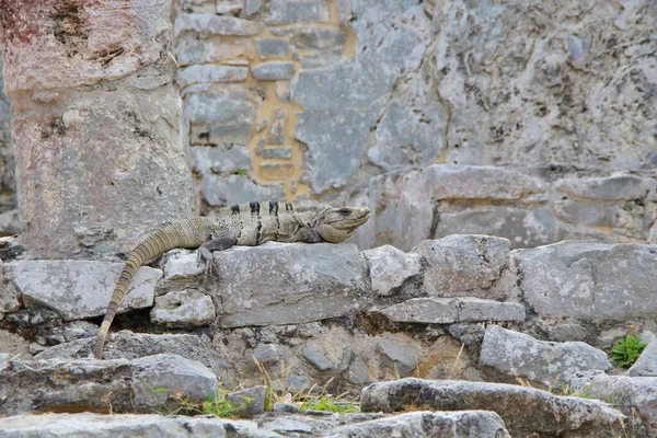Meksika, Riviera Maya. Seyahat kavramı