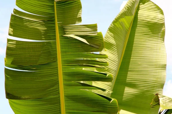 Gröna Blad Bakgrund Närbild — Stockfoto