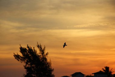Günbatımında uçan kuş gökyüzü arka planı