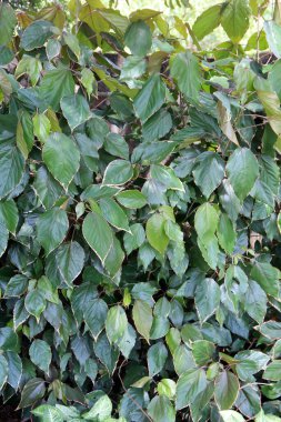 yeşil yapraklar arkaplan yakın çekim görünümü