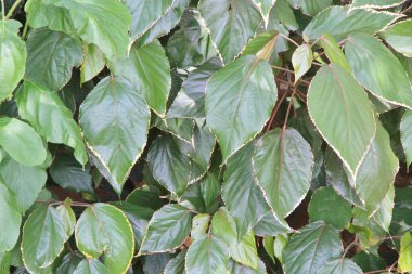 yeşil yapraklar arkaplan yakın çekim görünümü