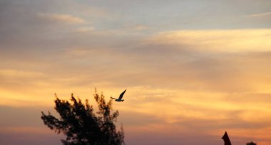 Günbatımında uçan kuş gökyüzü arka planı