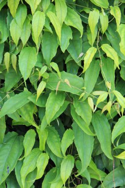 yeşil yapraklar arkaplan yakın çekim görünümü