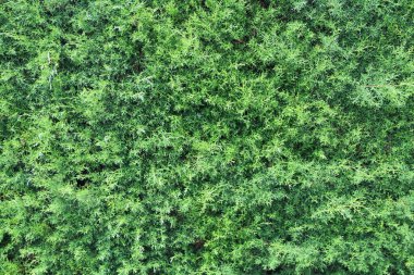 yeşil yapraklar arkaplan yakın çekim görünümü