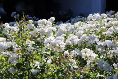 Beyaz çay güllerinin manzarası 