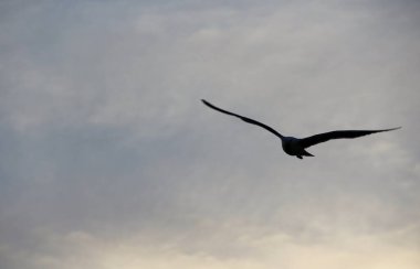 Günbatımında uçan kuş gökyüzü arka planı