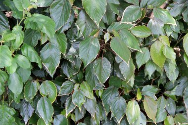 yeşil yapraklar arkaplan yakın çekim görünümü