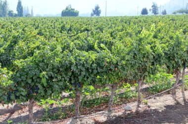 Üzüm bağının manzarası, olgun üzümler.