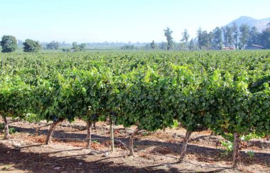 Üzüm bağının manzarası, olgun üzümler.