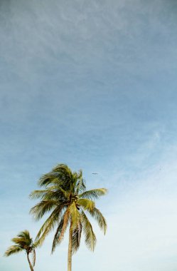 Gökyüzünde rüzgarda savrulan bir palmiye ağacı görüntüsü