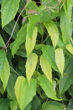 yeşil yapraklar arkaplan yakın çekim görünümü