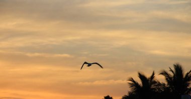 Günbatımında uçan kuş gökyüzü arka planı