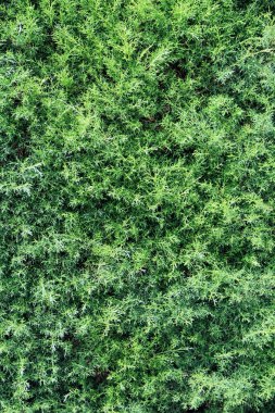 yeşil yapraklar arkaplan yakın çekim görünümü