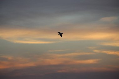 Günbatımında uçan kuş gökyüzü arka planı