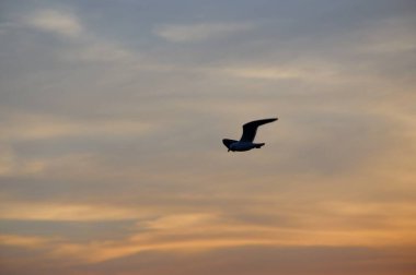 Günbatımında uçan kuş gökyüzü arka planı