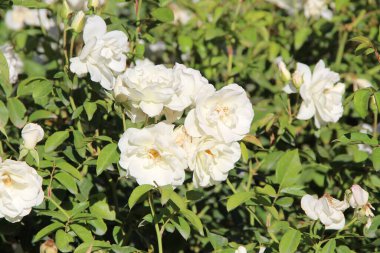 Beyaz çay güllerinin manzarası 