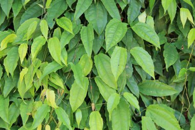 yeşil yapraklar arkaplan yakın çekim görünümü