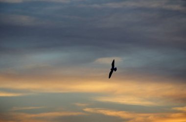 Günbatımında uçan kuş gökyüzü arka planı