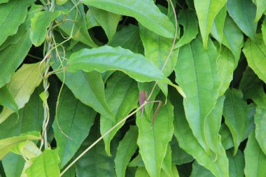 yeşil yapraklar arkaplan yakın çekim görünümü