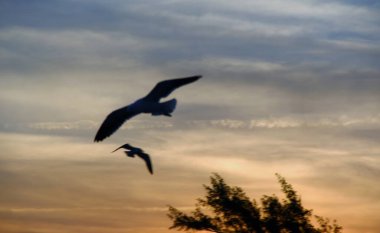 Günbatımında uçan kuş gökyüzü arka planı