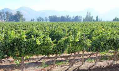 Üzüm bağının manzarası, olgun üzümler.