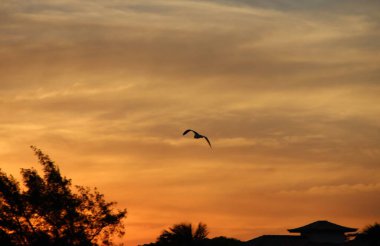 Günbatımında uçan kuş gökyüzü arka planı