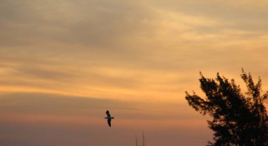 Günbatımında uçan kuş gökyüzü arka planı