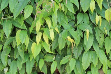 yeşil yapraklar arkaplan yakın çekim görünümü