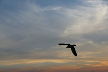 Günbatımında uçan kuş gökyüzü arka planı